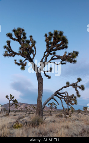 Joshua Tree Yucca Brevifolia Joshua Tree National Park Twentynine Palms Kalifornien USA Stockfoto