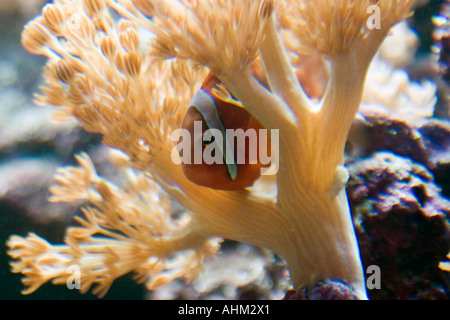 Clown Anemone Fisch Kapalai Sabah Borneo HUDDLE UNTER DEN TENTAKELN EINER GROSSEN ANEMONE Stockfoto