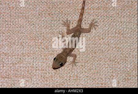 Gekko Stockfoto