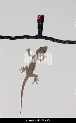 Gekko Stockfoto