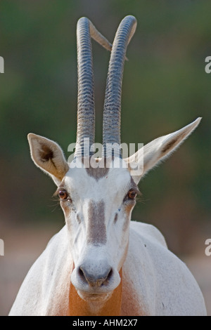 Oryx-Antilopen Stockfoto