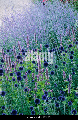 Echinops Perovskia Kombination blau lila Blume Pensthorpe Millennium Garten Norfolk England Anlagenplanung Piet Oudolf Stockfoto