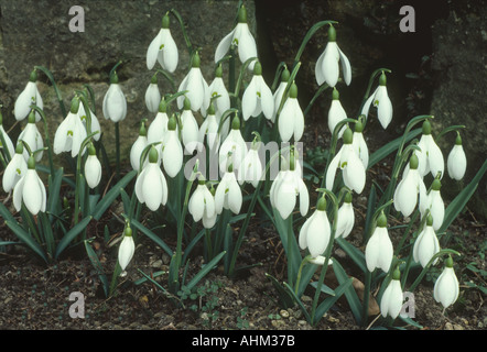 Galanthus "Straffan" Schneeglöckchen Birne Winter Frühling Blumengärten Pflanze weiße Blume Schneeglöckchen Stockfoto