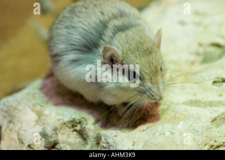 Cheesmans Gerbil (Gerbillus cheesmani) Stockfoto