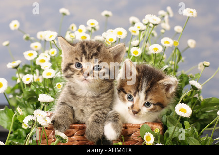 Hauskatze. Zwei Kätzchen in einem Korb unter blühenden Daisies. Stockfoto