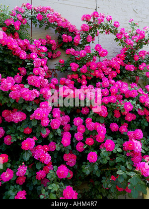 Bunte Rosen wachsen gegen eine graue Mauer in einem städtischen Gebiet im Frühling Stockfoto