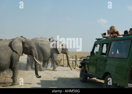 Elefanten Familie Gruppe von Weibchen und Kälber in der Nähe von Fahrzeug in Amboseli National Park Kenia in Ostafrika Stockfoto