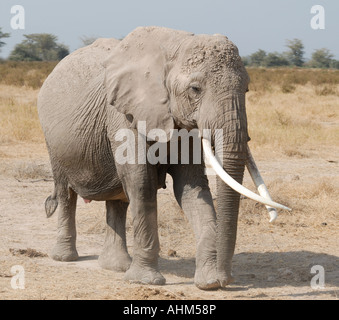 Elefantendame mit überquerten lange Stoßzähne im Amboseli Nationalpark Kenia in Ostafrika Stockfoto