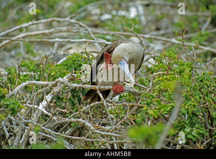 Red footed Sprengfallen (Sula Sula) thront auf Zweig und Kopf kratzen Stockfoto