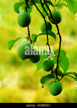 Unreife Äpfel wachsen auf einem Apfelbaum vor einem hellen gelb-grünen Hintergrund. Stockfoto