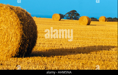 Strohballen im Abendlicht auf einem Bauernhof in North Yorkshire Stockfoto