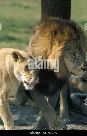 Löwen Stockfoto