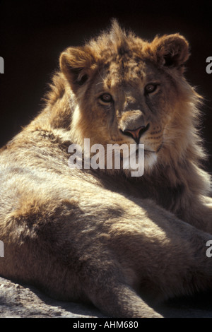 Männlich-Löwe-König der Tiere Stockfoto