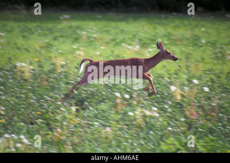 Springenden Whitetail Deer Stockfoto