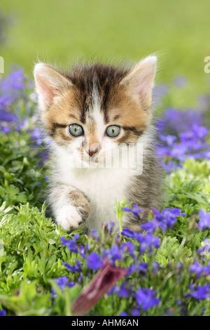 Hauskatze. Kätzchen unter blauen Blüten Stockfoto