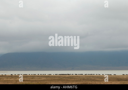 Eine lange Reihe von Gnus trekking entlang der Ufer des Lake Magadi in Ngorongoro Krater Tansania Ostafrika Stockfoto