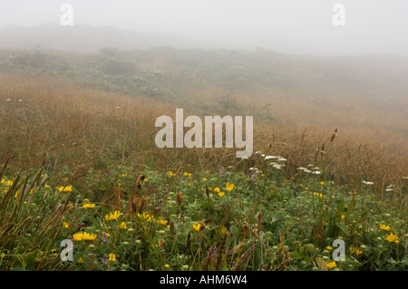 Blumen von Point Reyes Leuchtturm California an einem nebeligen Sommertag Stockfoto