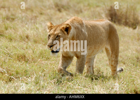 Eine Löwin mit Absicht Ausdruck bewegt sich in Richtung Beute in den Ngorongoro Krater Tansania Ostafrika Stockfoto