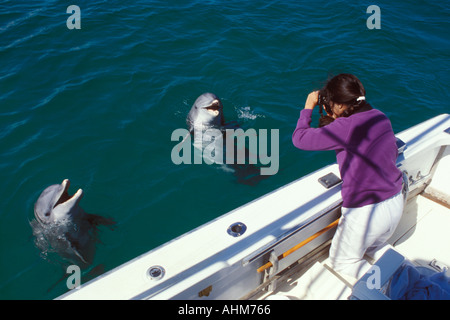 Fotografieren von Delfinen Stockfoto