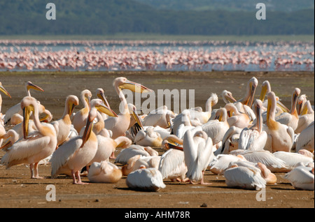 Weiße Pelikane putzen und pflegen sich auf dem Ufer von Lake Nakuru Lake Nakuru Nationalpark Kenia in Ostafrika Stockfoto