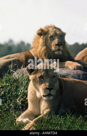 Löwen Stockfoto