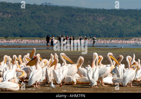 Weiße Pelikane putzen und pflegen sich auf dem Ufer von Lake Nakuru Lake Nakuru Nationalpark Kenia in Ostafrika Stockfoto