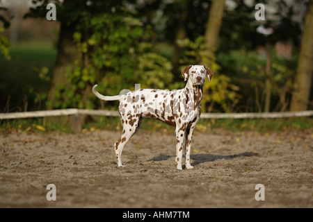 Dalmatiner - stehend Stockfoto