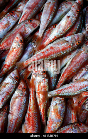 In der Nähe Fischmarkt bis auf La Pescheria Catania s Fische Catania Sizilien Stockfoto