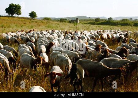 Schafe in einem Feld nahe Siracusa Sizilien Stockfoto