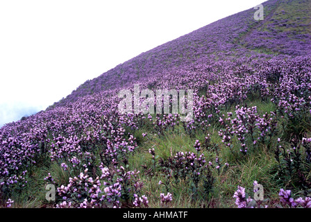 NEELAKURINJI IN VOLLER BLÜTE IN MUNNAR Stockfoto