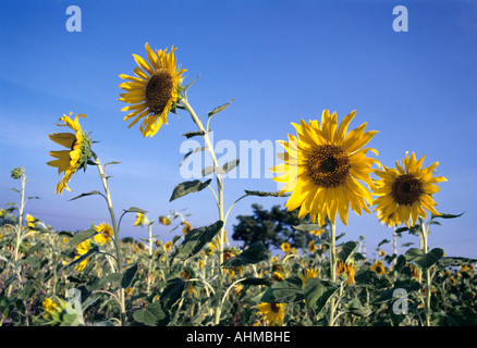 LANDWIRTSCHAFT IN TAMILNADU SONNENBLUME Stockfoto