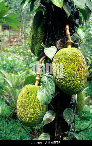 JACK FRUCHT KERALA Stockfoto