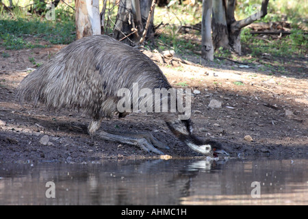 Emu, Dromaius Novaehollandiae, alleinstehende Erwachsene trinken Stockfoto