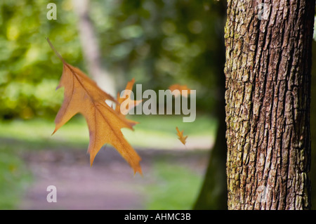 Herbst Blätter fallen vom Baum Stockfoto