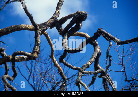 Verzerrte Baum in Chapada Dos Veadeiros, Central Brasil Stockfoto