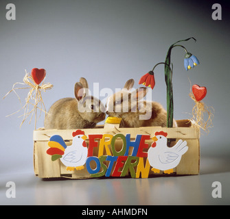 zwei Zwerg Kaninchen in Korb - Ostern Stockfoto