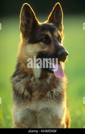 German Shepherd dog - Porträt Stockfoto