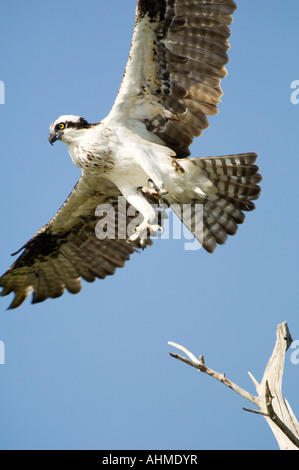 Florida Keys Osprey startet von einem Ast über dem karibischen Meer Stockfoto