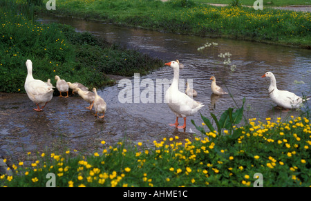 Gänse Cotswold Gloucestershire Stockfoto