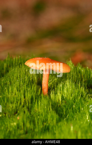Lactarius Sphagneti Pilze Stockfoto