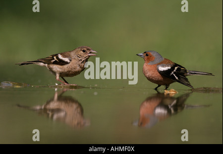 Buchfink Fringilla Coelebs Ungarn weiblich und männlich Stockfoto