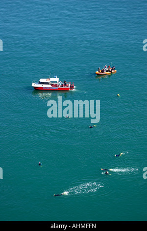 Schwimmen mit Hectors Delfine Akaroa Harbour Banken Halbinsel Canterbury Neuseeland Südinsel Antenne Stockfoto