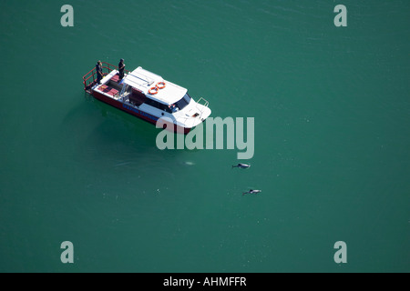 Ausflugsschiff und Hectors Delfine Akaroa Harbour Banken Halbinsel Canterbury Neuseeland Südinsel Antenne Stockfoto