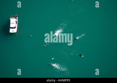 Schwimmen mit Hectors Delfine Akaroa Harbour Banken Halbinsel Canterbury Neuseeland Südinsel Antenne Stockfoto