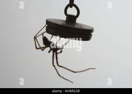 Die Hausspinne Parasteatoda tepidariorum Stockfoto