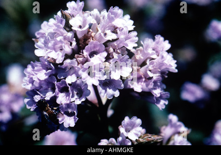 NEELAKURINJI IN KERALA ERAVIKULAM NATIONALPARK Stockfoto