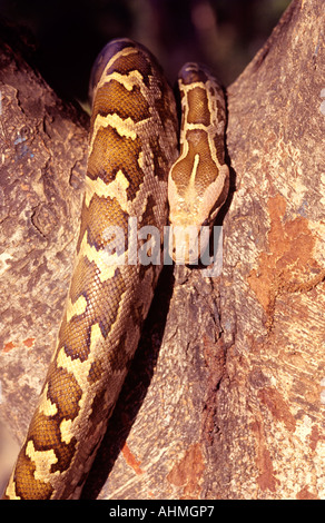 INDISCHE PYTHON IN PARAMBIKULAM KERALA Stockfoto
