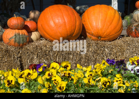 Zusätzliche Info eine Gruppierung von Herbst Kürbisse und Stiefmütterchen am Markt. USA. Stockfoto