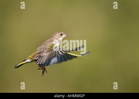 Grünfink Zuchtjahr Chloris im Flug mit schönen Fokus Hintergrund Potton Bedfordshire Stockfoto