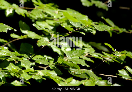 Buche verlässt im Wald oberhalb Llandogo in Wye Valley Monmouthshire South East Wales Großbritannien Stockfoto